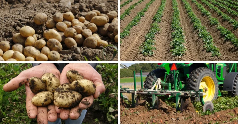How to Plant Potatoes