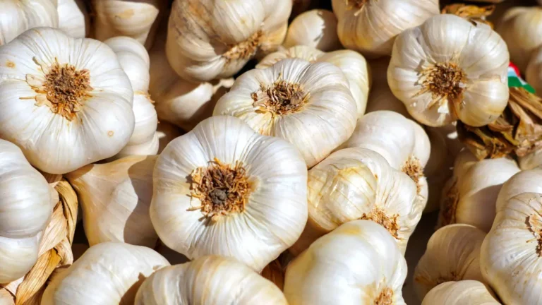 When to Plant Garlic