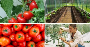 Watering Tomato Plants