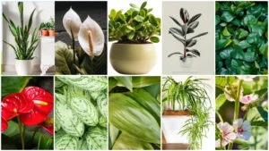 All Season Indoor Plant