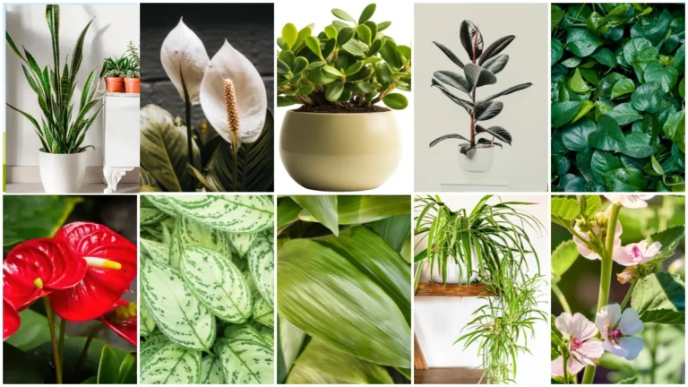 All Season Indoor Plant