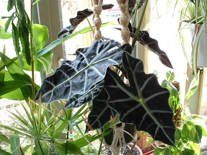 Alocasia Polly