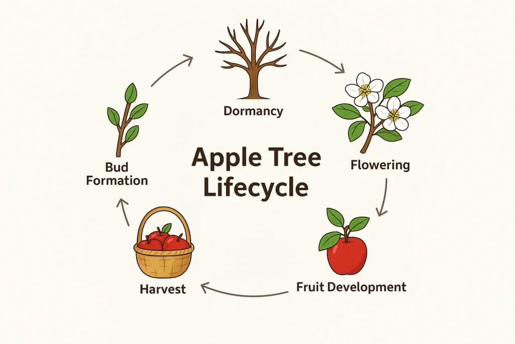Apple Tree Lifecycle Diagram