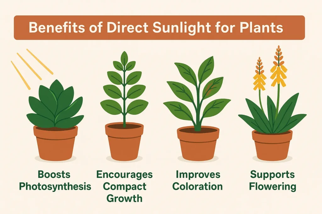 Benefits of Direct Sunlight for Plants