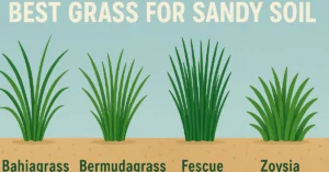 Best Grass for Sandy Soil