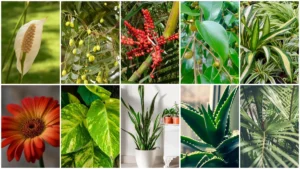Best Indoor Plants for Oxygen