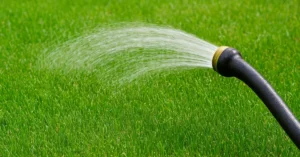 Best Time to Plant Grass Seed