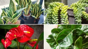 Bright Light Indoor Plants