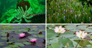 How Long Before Replant Aquatic Plants