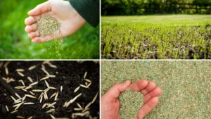 How to Plant Grass Seed in Winter