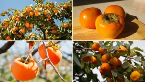 How to Plant a Persimmon Tree