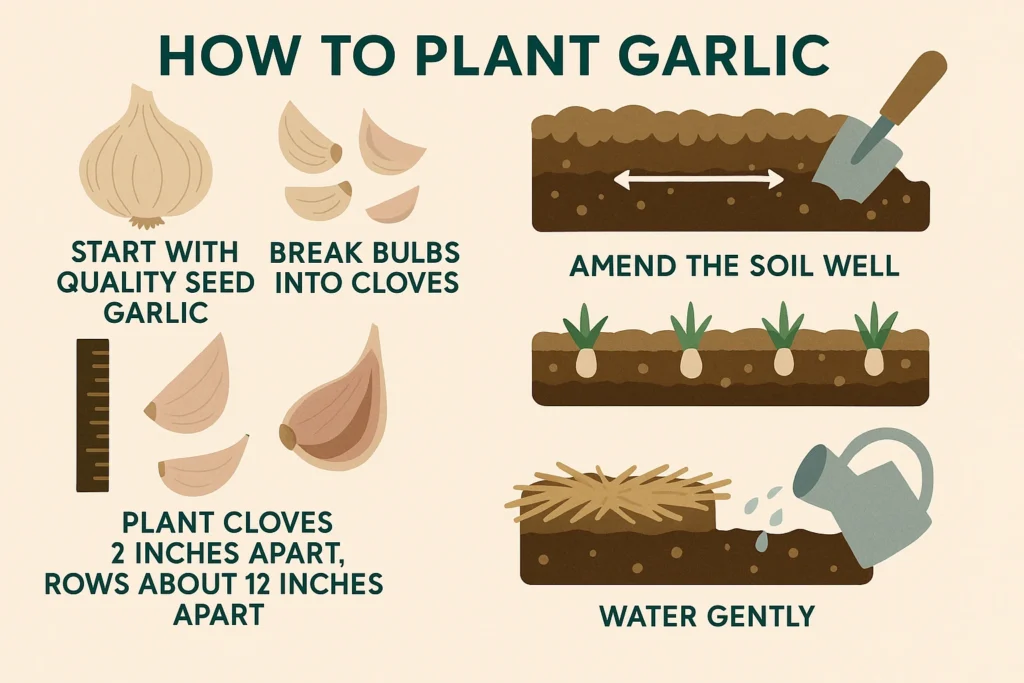 How to Grow Garlic Clove by Clove
