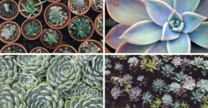 How to water succulents