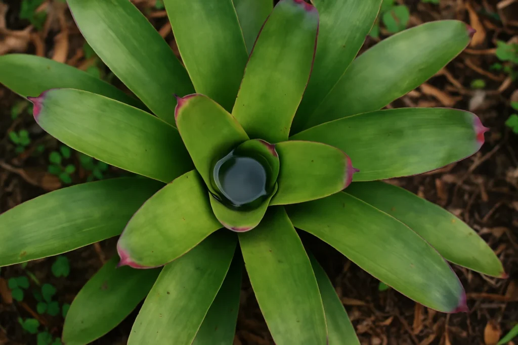 Bromeliads can trap rainwater and harbor mosquito larvae
