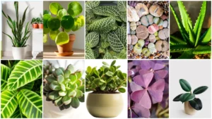 Plants That Are Small