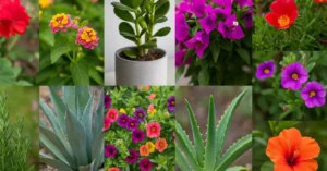 Plants for Balcony with Direct Sunlight