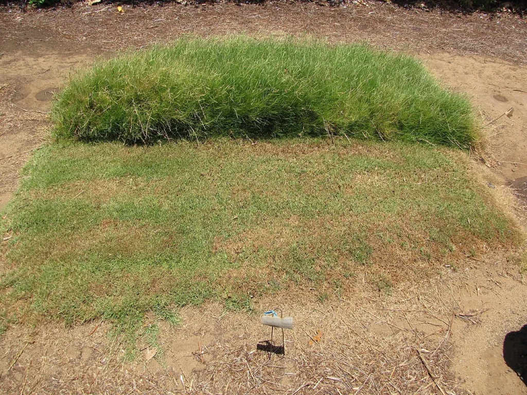Seashore Paspalum