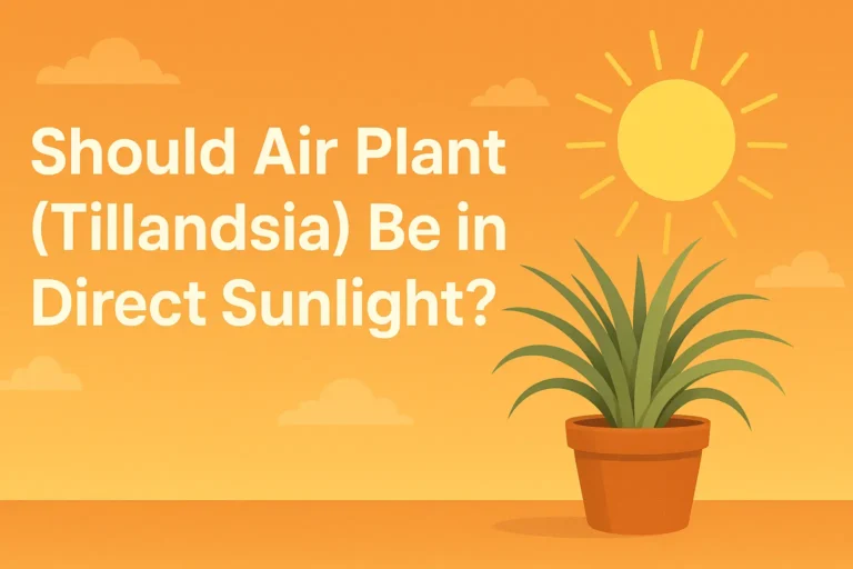 Should Air Plant Be in Direct Sunlight