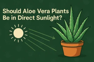 Should Aloe Vera Plants Be in Direct Sunlight