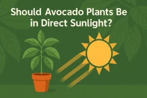 Should Avocado Plants Be in Direct Sunlight