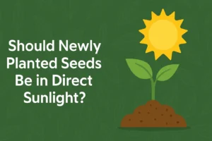 Should Newly Planted Seeds Be in Direct Sunlight