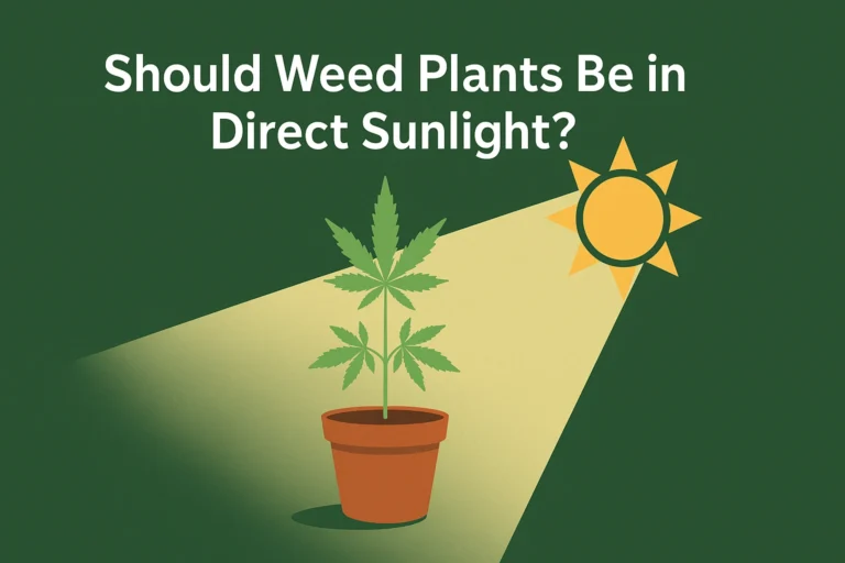 Should Weed Plants Be in Direct Sunlight