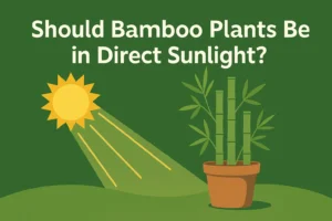 Should bamboo plants be in direct sunlight