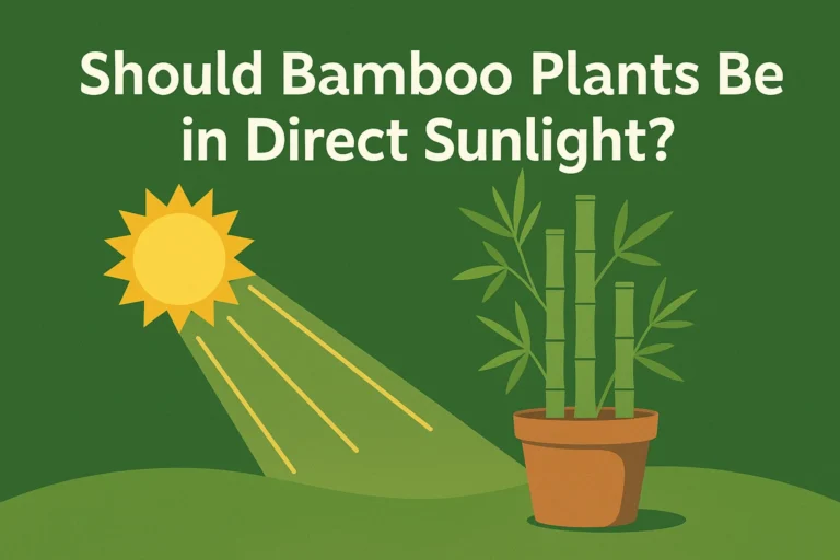 Should bamboo plants be in direct sunlight