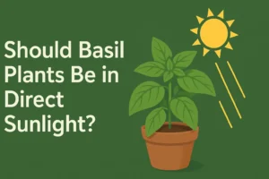 Should basil Plants Be in Direct Sunlight
