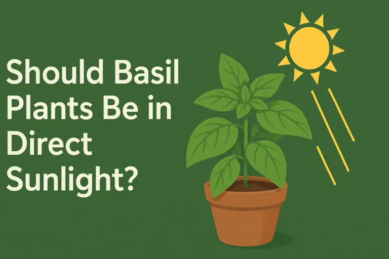 Should basil Plants Be in Direct Sunlight