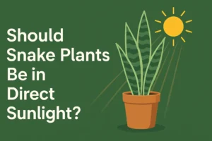 Should snake Plants Be in Direct Sunlight