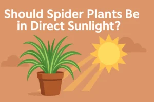 Should spider Plants Be in Direct Sunlight