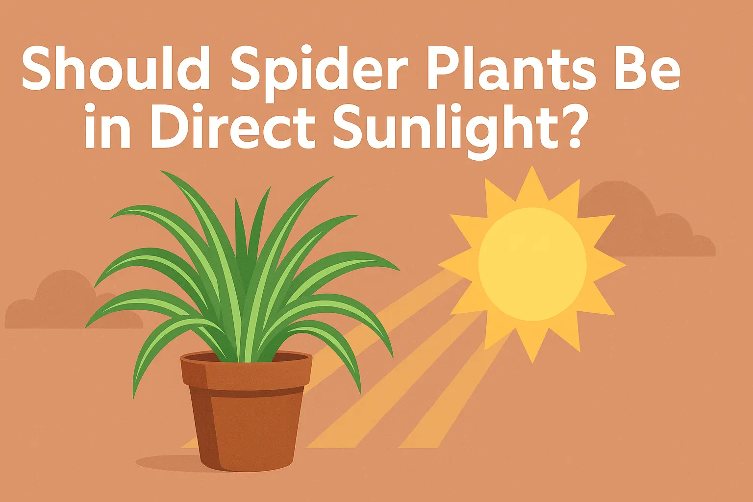 Should spider Plants Be in Direct Sunlight