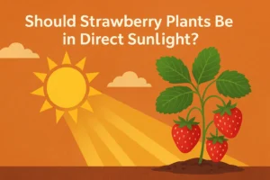 Should strawberry Plants Be in Direct Sunlight