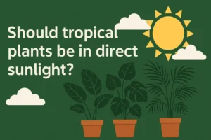 Should tropical plants be in direct sunlight