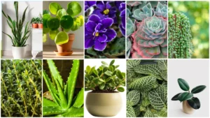 Small Plants for Planters