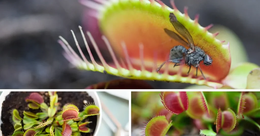 Venus Fly Trap