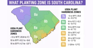 What Planting Zone is South Carolina