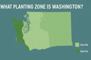 What Planting Zone is Washington