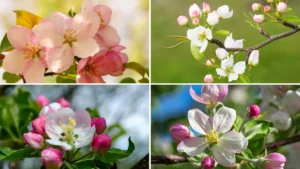 When Do Apple Trees Blossom