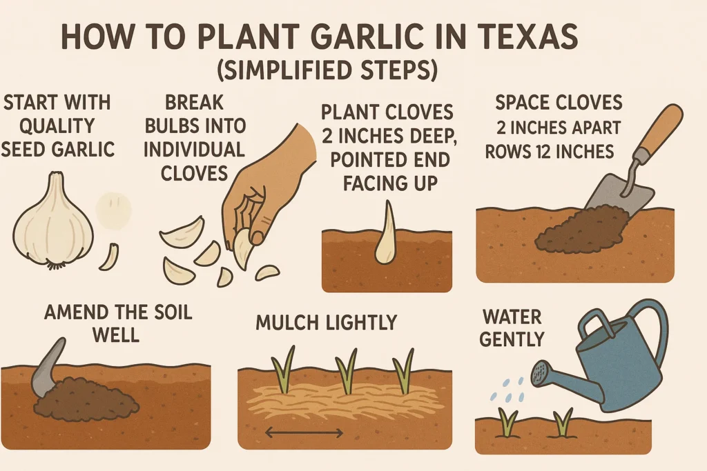 how to plant garlic in texas