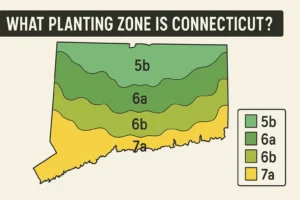 what planting zone is connecticut