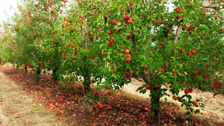 How Far Apart to Plant Apple Trees